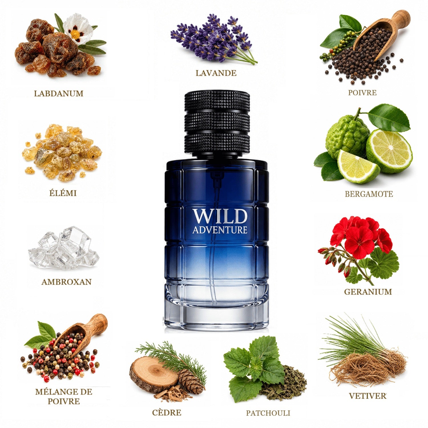 Parfum Wild Adventure 100 ml avec notes olfactive Dorhus Paris