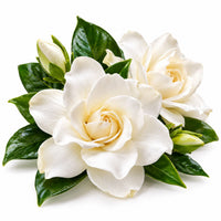 Gardénia