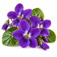 Violette