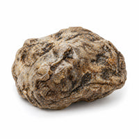 Ambre gris