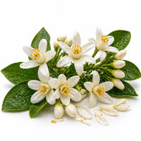 Fleur d'oranger 