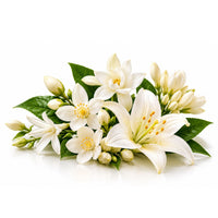 Fleurs Blanches 