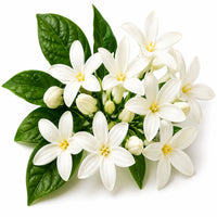 Fleurs 