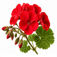 Géranium