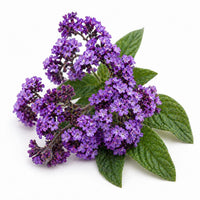 Heliotrope