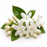 Jasmin