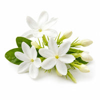 Jasmin d'Egypte