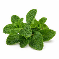 Menthe