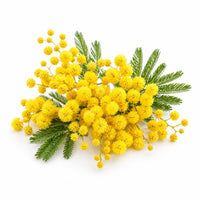 Mimosa