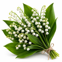 Muguet
