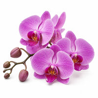 Orchidée