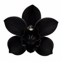 Orchidée noire