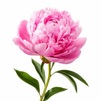 Pivoine