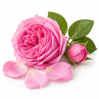Rose de Turquie