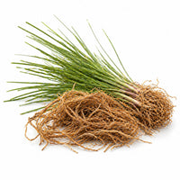 Vetiver