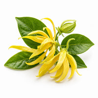 Ylang Ylang